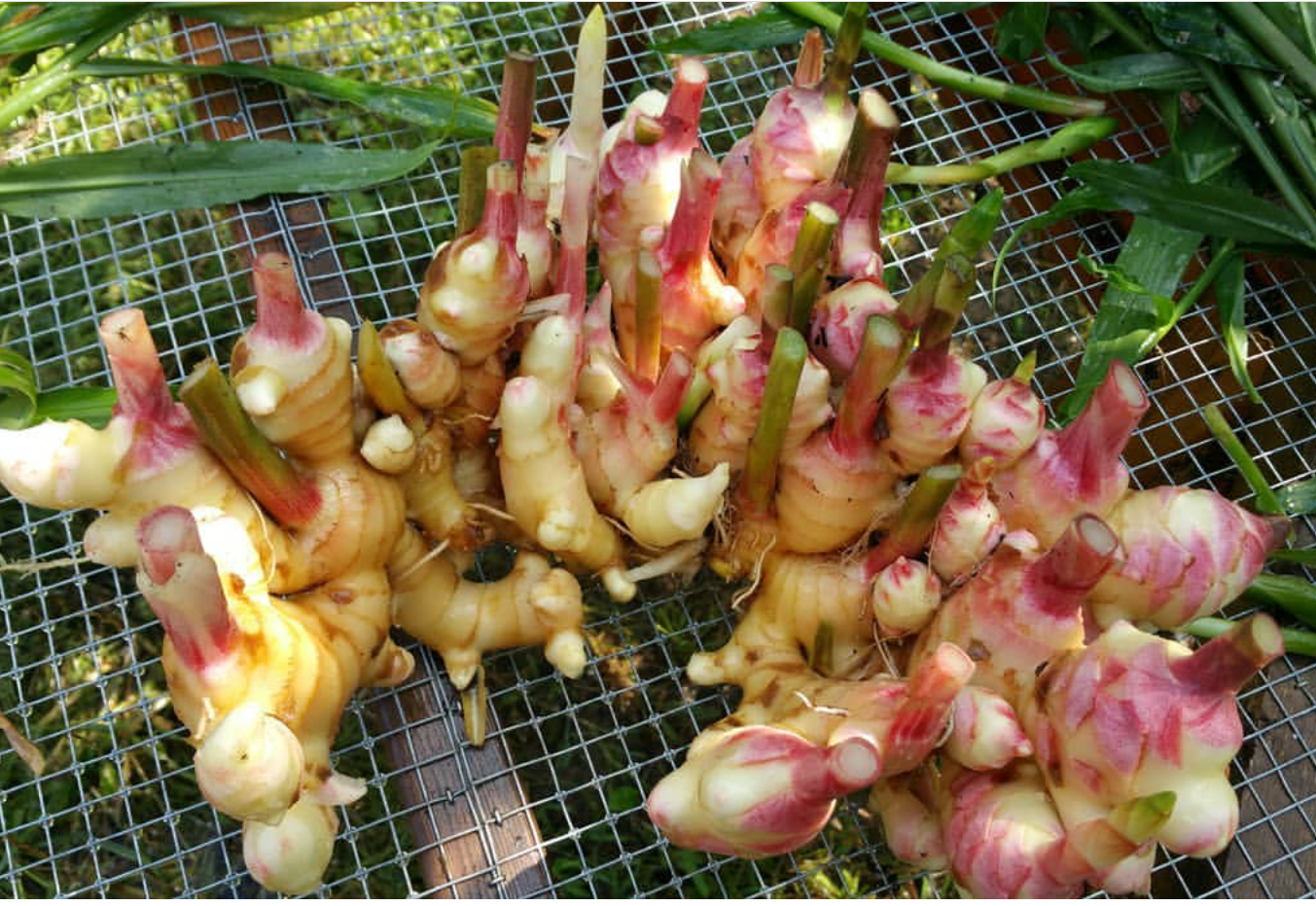 Rayburn Farms - Wholesale Hot Cocoa Mix/Kit - Spiced, Cocoa3