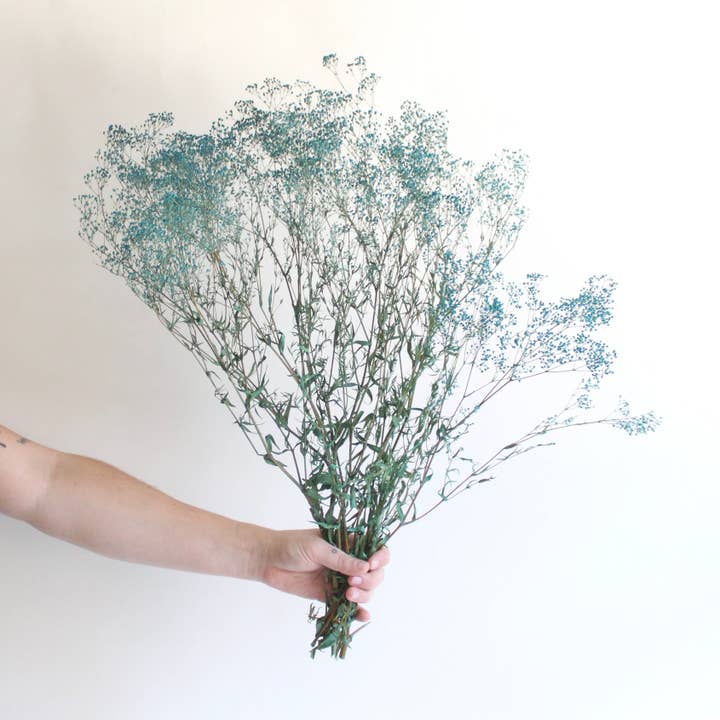 Roxanne's Dried Flowers - Wholesale Dried/Pressed Flowers - Gypsophila - Preserved Mini 3