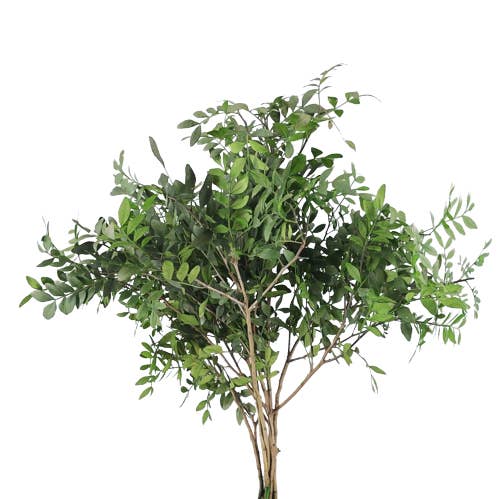 Concari.flores Preservadas - Venta al por mayor Flores artificiales - LENTISCO PRESERVADO VERDE