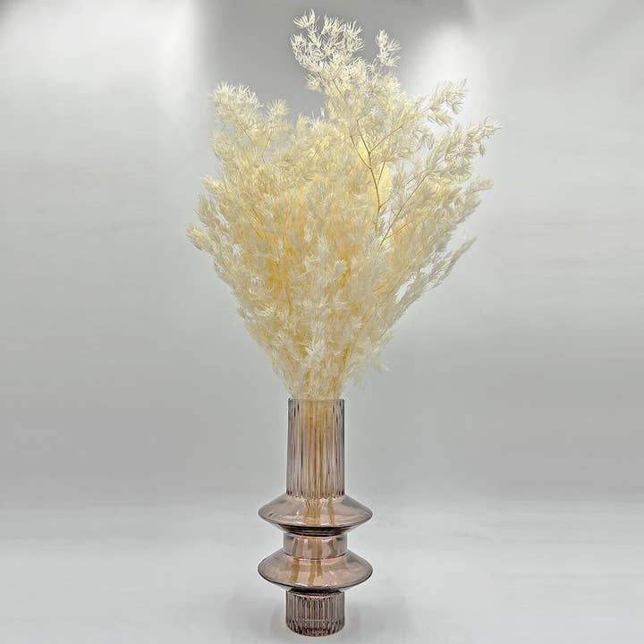 2626 Designs - Wholesale Dried/Pressed Flowers - Preserved Asparagus Fern,12-20" long