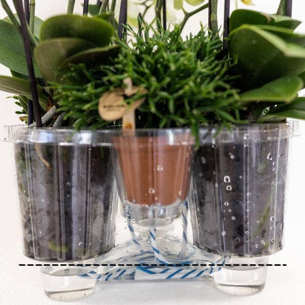 Oasis of Life - Wholesale Plant Pot - Insert with water reservoir for orchid bowl – Irrigation system for orchids – Field bouquet 1x12cm + 2x9cm + 3x WaterWicks – Self-watering for hummingbird orchids – Ø25cm6