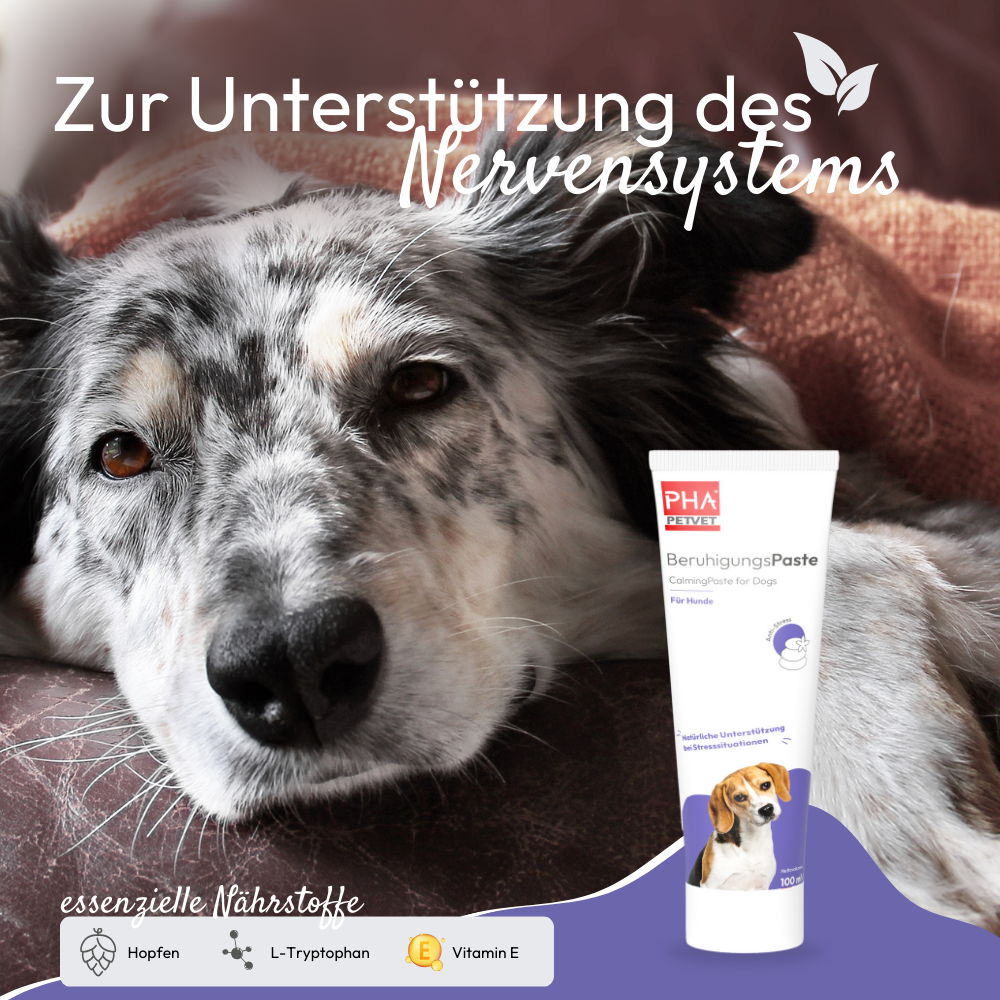 Kauartikel.com GmbH - Wholesale Pet Supplement - Dog - PHA calming paste for dogs 100ml (5 pieces)1