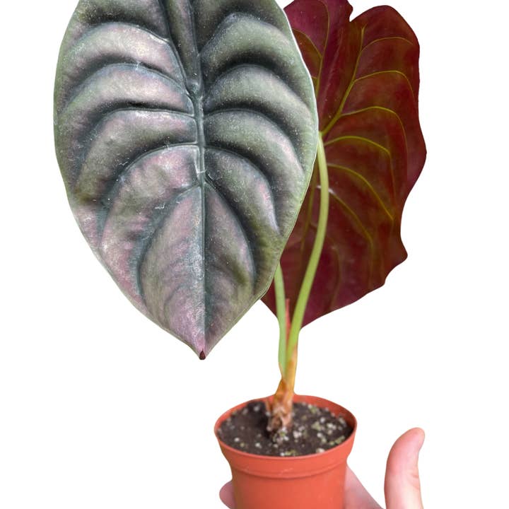 Bumble Plants - Wholesale Live Plant - Alocasia Cuprea Red Secret Jewel