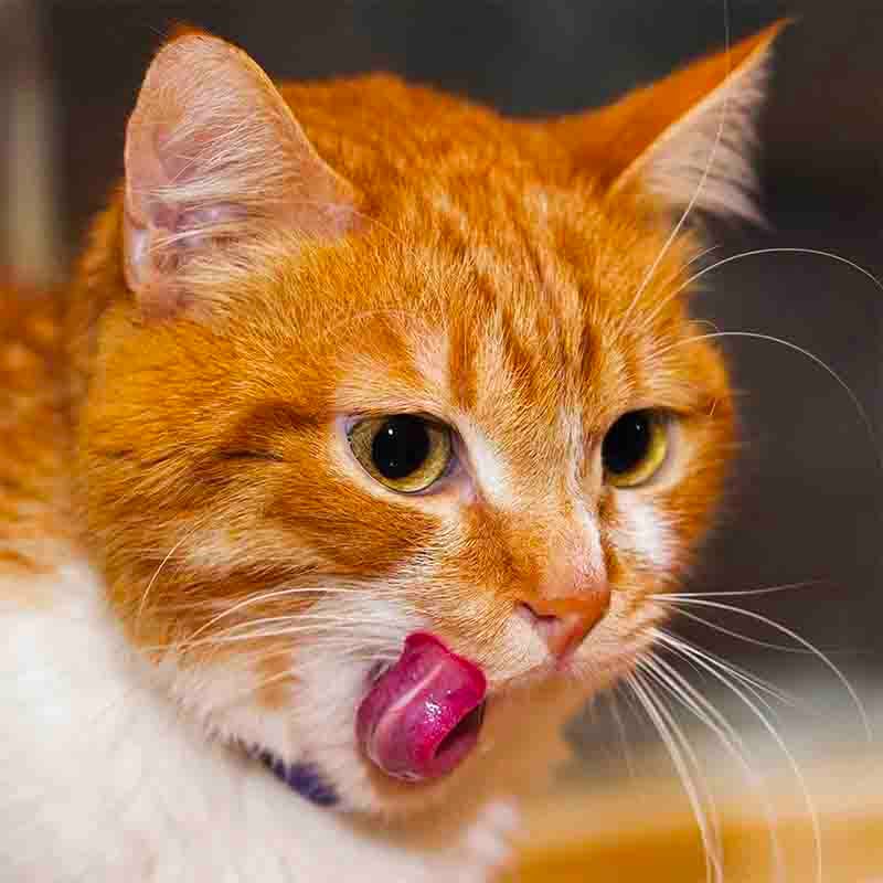 Croci – Engroshandel Foder - Kat – Naturlig kattefoder — Vibrisse Natural fra Croci14