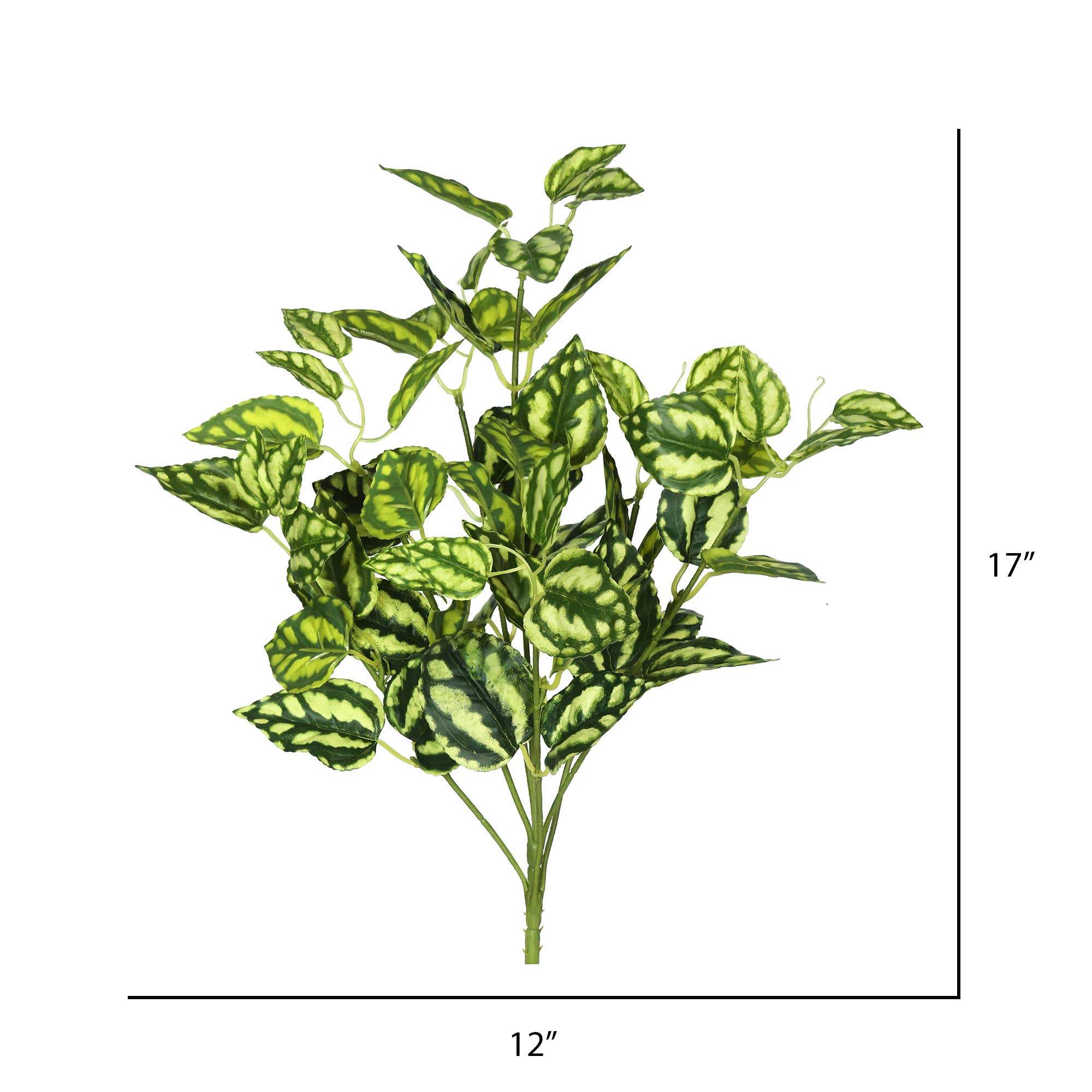 Vert, Blanc Lot de 3 buissons Peperomia Vickerman de 17 po, vert/blanc en vente sur Faire1