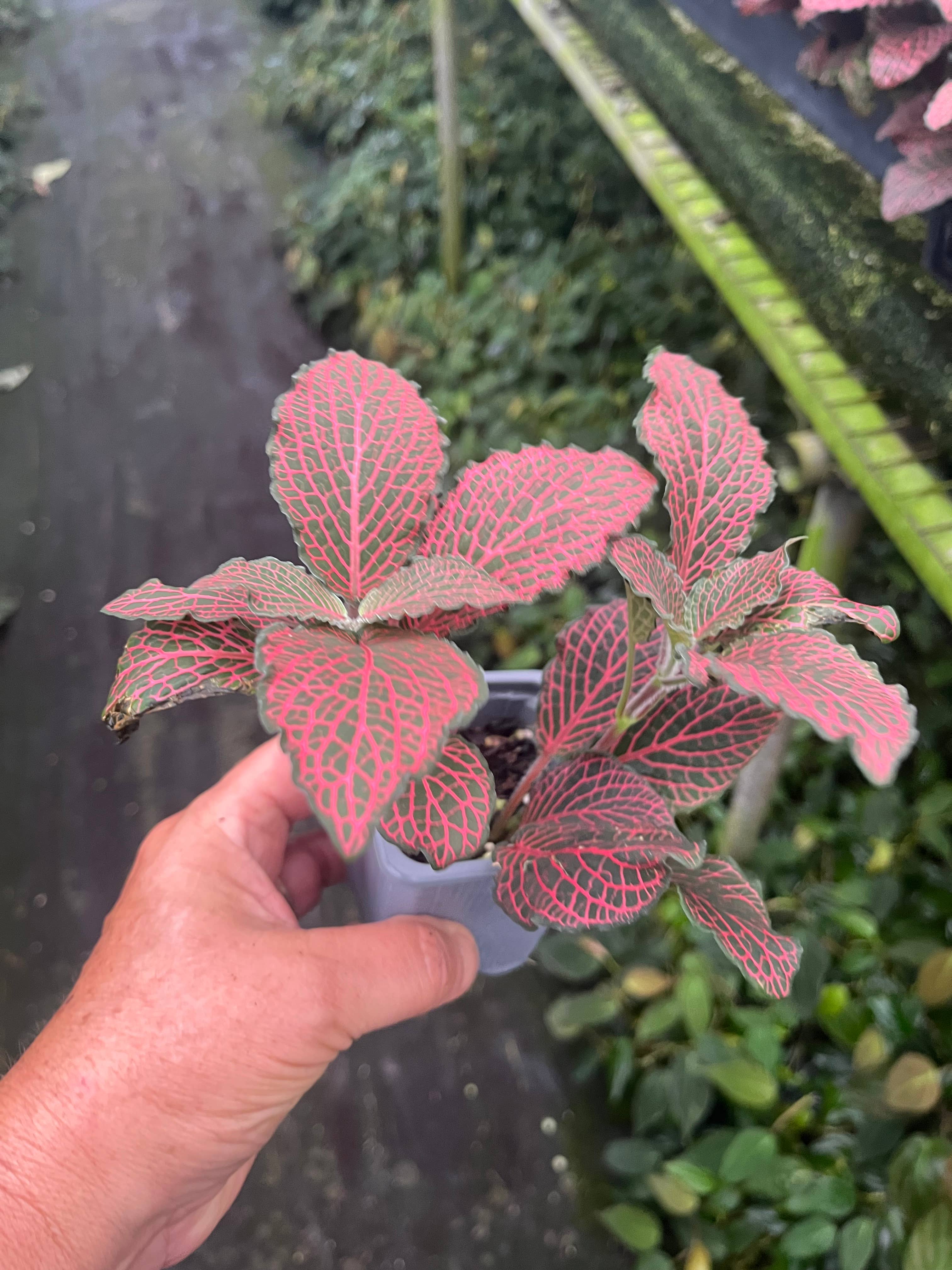 Succulents & Such, Inc. - Wholesale Live Plant - Red Fittonia 3" Pot Size  1