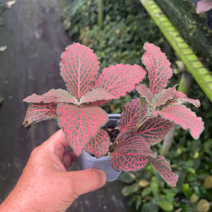 Succulents & Such, Inc. - Wholesale Live Plant - Red Fittonia 3" Pot Size 1