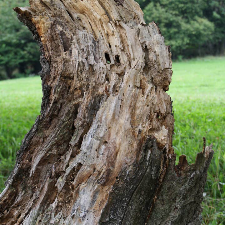 FOTOSERIE WURZELN FARBEN für den Großhandel von MASSIMO DIVENUTO