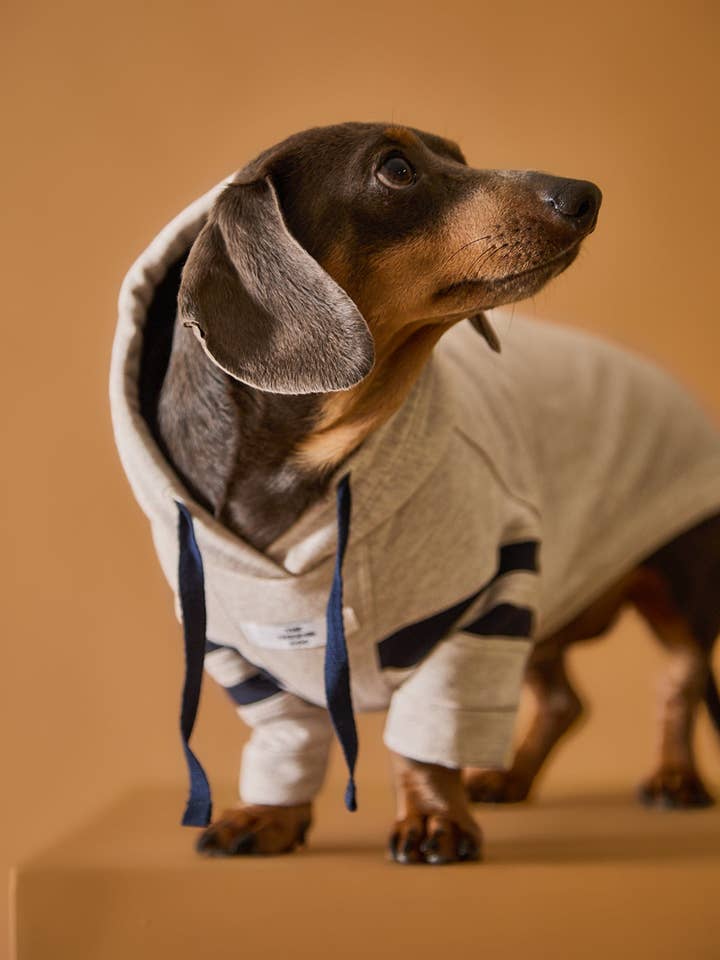Dachshund Sand Hoodie BRIE für den Großhandel von The Striped Dog