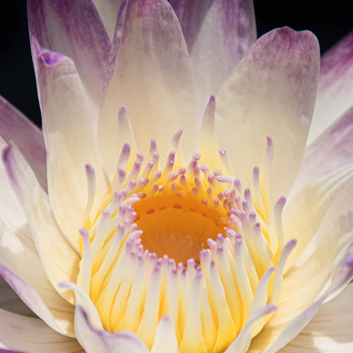 Lotus Photography Fine Art Multi-Size Wall Decor Print for wholesale by Hope Decor