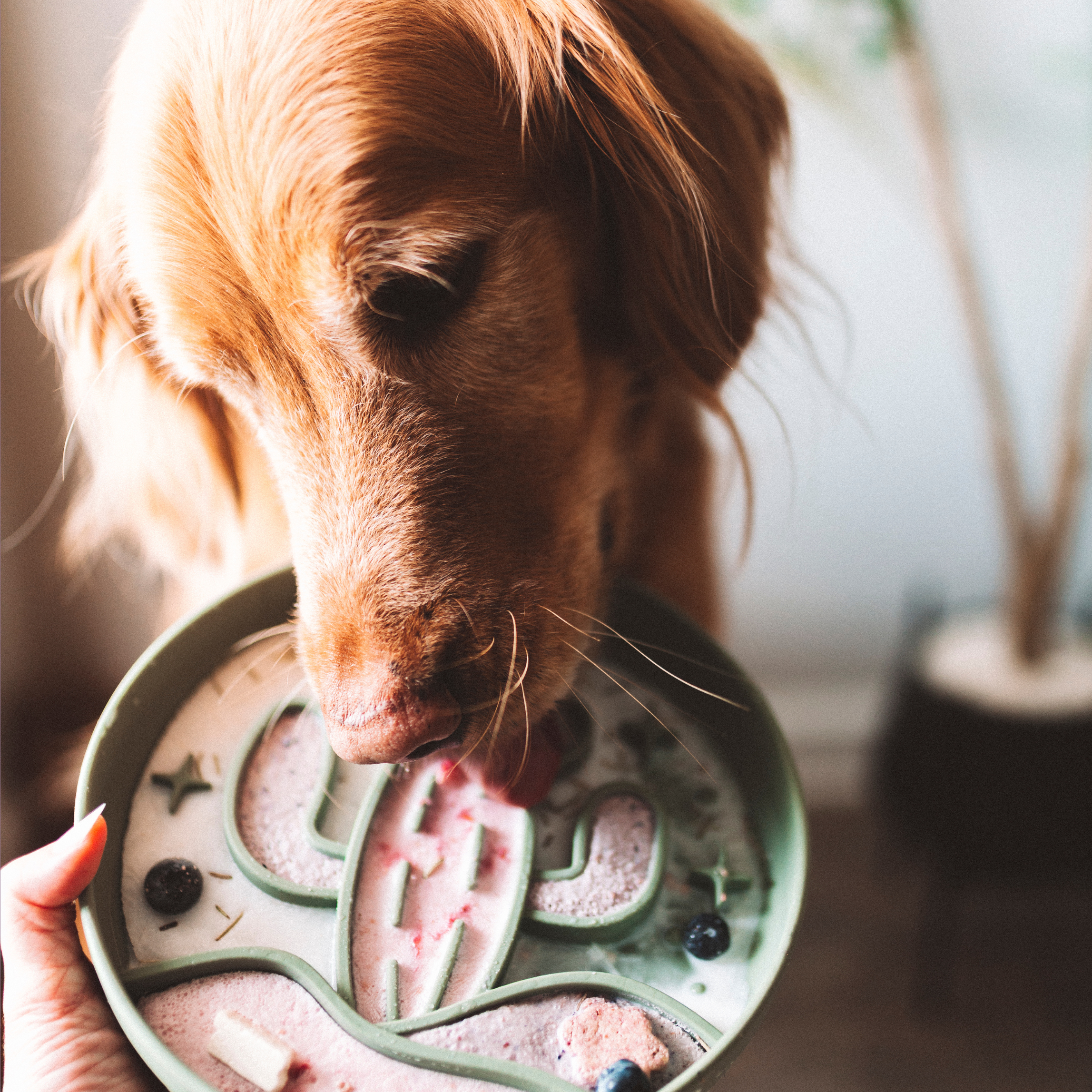 Barks and Brownies - Vente Gamelle – chat et chien - Gamelle lente pour chien motif cactus4