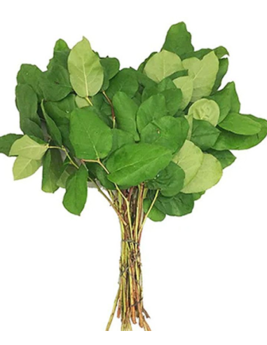 Florasource - Wholesale Fresh Cut Flowers - Salal Tips  5 / 10 / 15 / 20 bunches3
