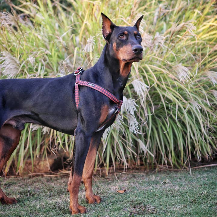 Fireside Dog Harness for wholesale by Paw Paws USA