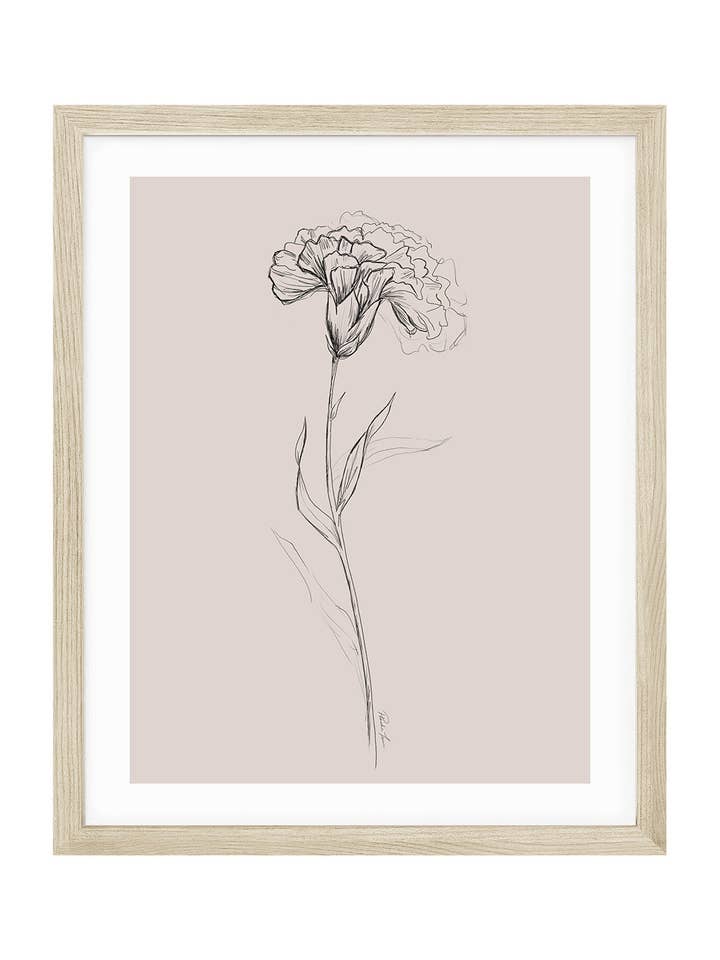 Carnation, January Birth Flower for wholesale by Love by Phoebe