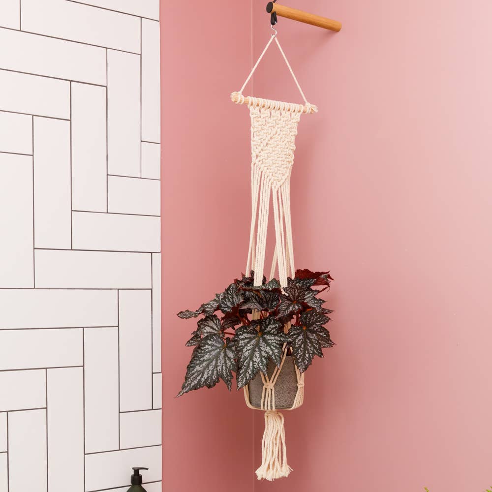 The Little Botanical - Wholesale Live Plant - Living Begonia Beleaf10