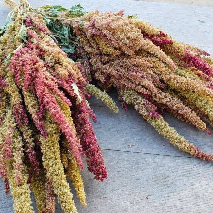 Alissas Flower Farm - Wholesale Dried/Pressed Flowers - Grain: Amaranth