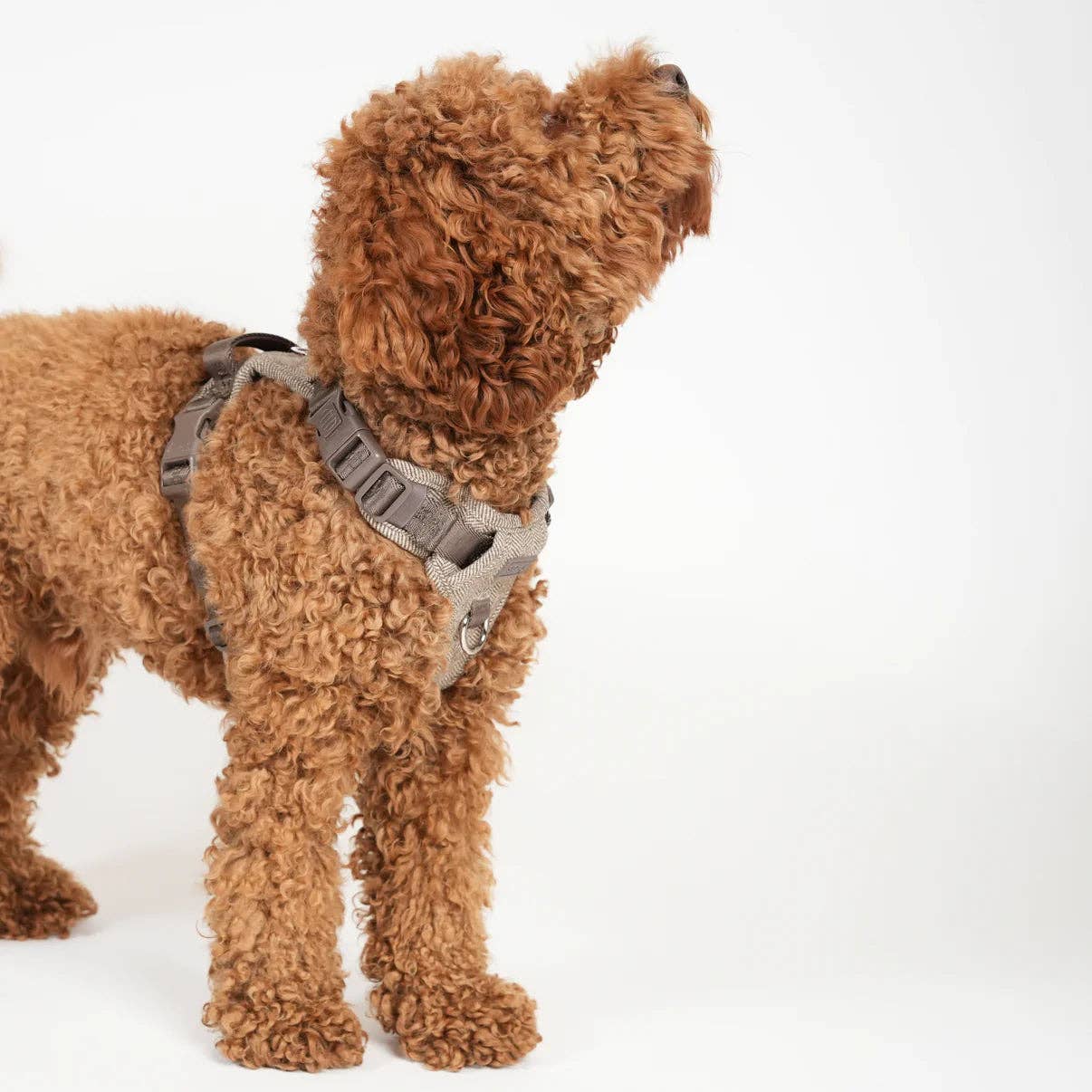 Staey - Wholesale Pet Harness - Dog - Elma Dog Harness | Mocha6