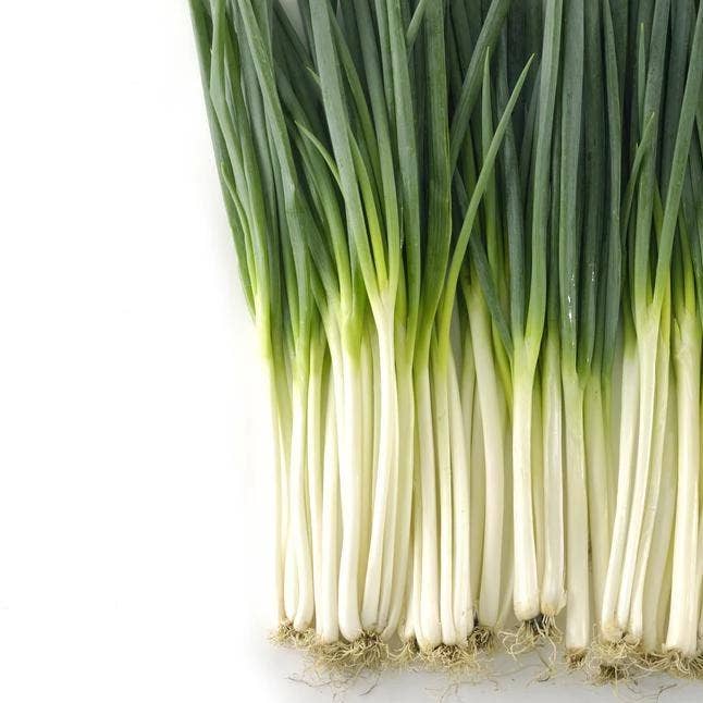 Bunching Onion Seeds - Tokyo Long White Bunching for wholesale by Sow True Seed