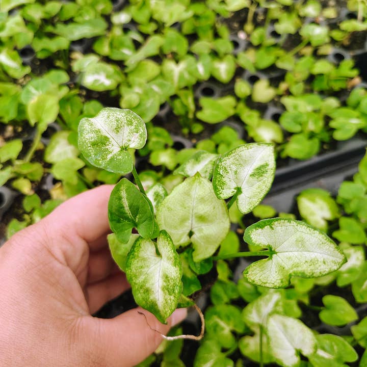 Syngonium Big White for wholesale by Dick's Sticks and Exotics