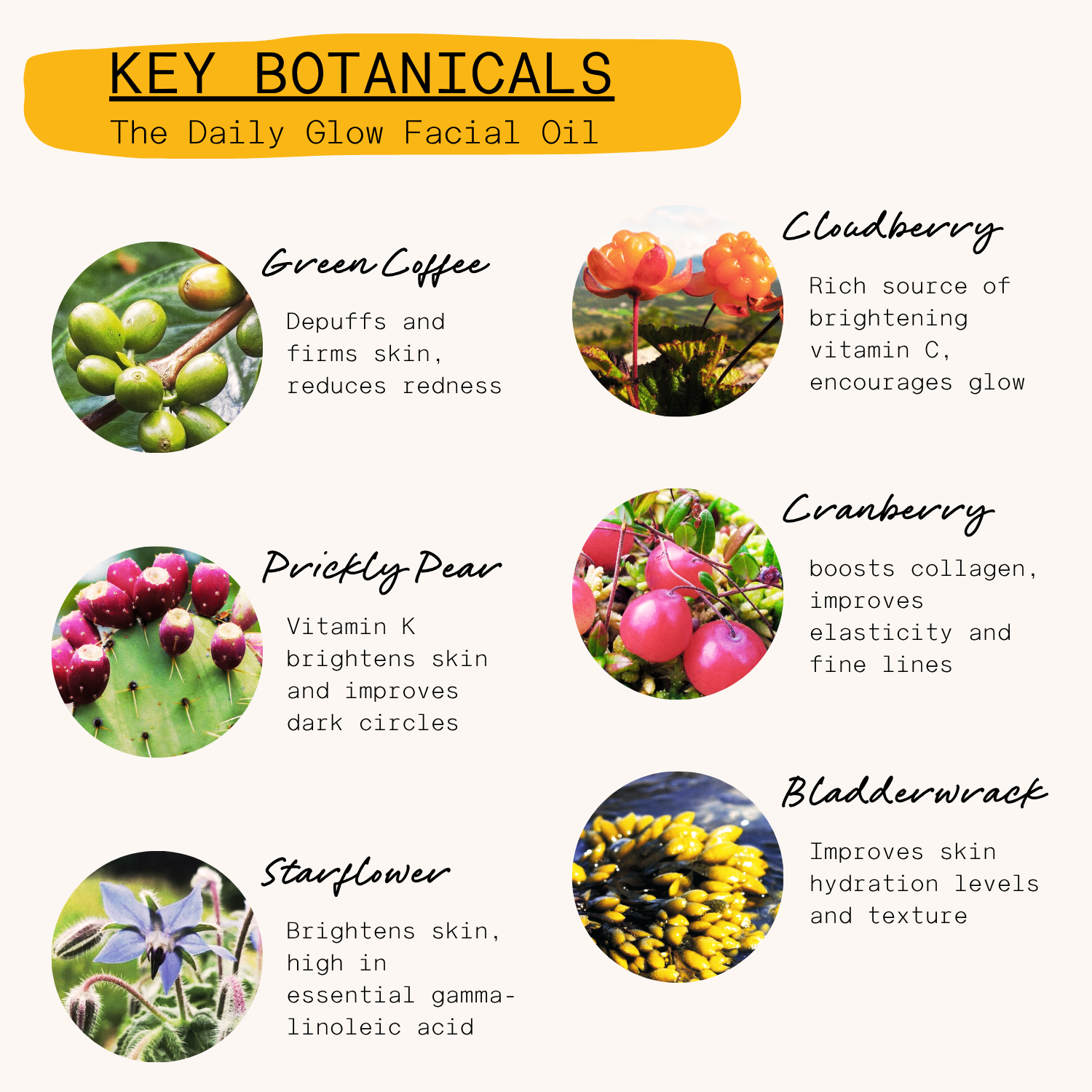 Neighbourhood Botanicals – Engroshandel Ansigtsolie – 'The Daily Glow' Morgen Ansigtsolie, 30 ml3