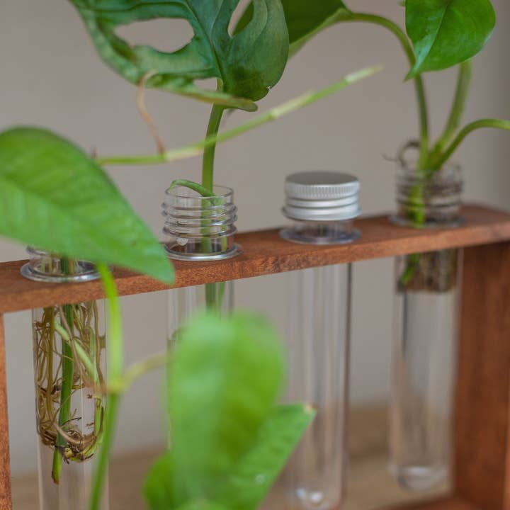 The Plant Committee - Wholesale Plant Pot - 4 Vial Table Top Propagation Station