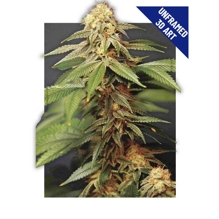 Trippy Marijuana Weed Plant 3D Lenticular Poster Wall Art for wholesale by Lentics