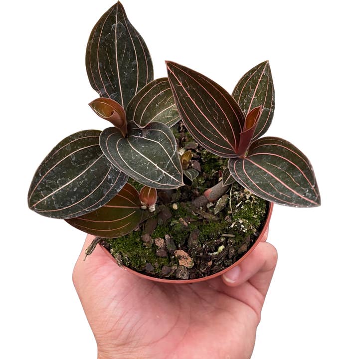 Ludisia Discolor för wholesale av Rooted Treasures Farms