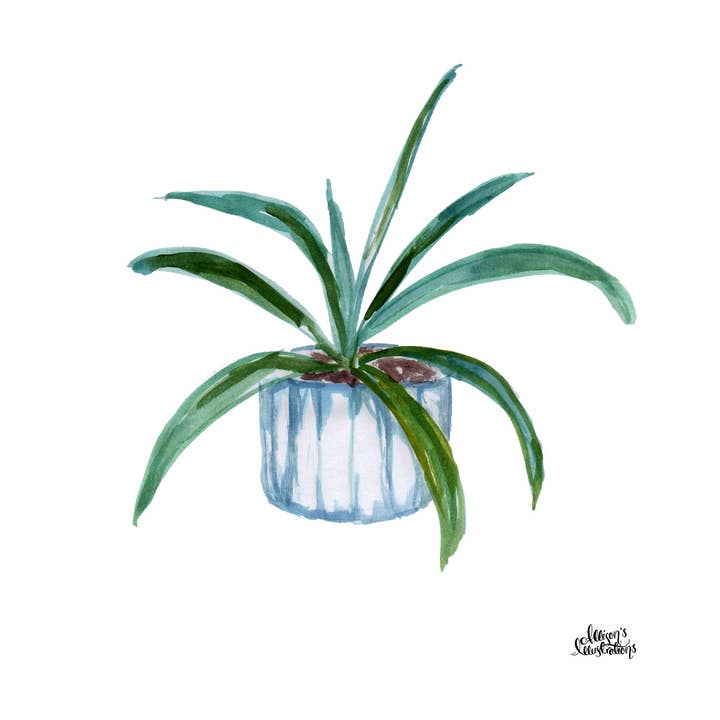 Akvarell Växt Tryck - Aloe för wholesale av Allison’s Illustrations