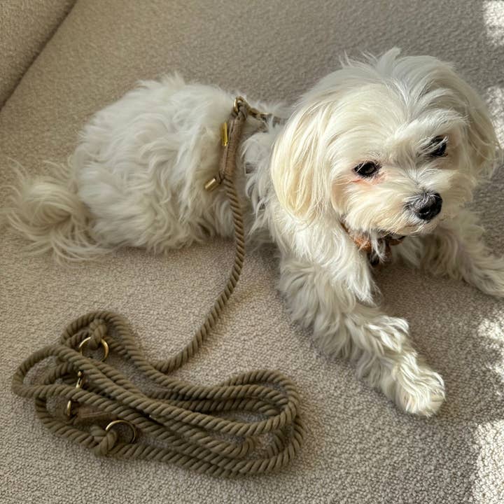 khaki KHAKI hvalp / Justerbar og blød hundesnor for engroshandel på Faire