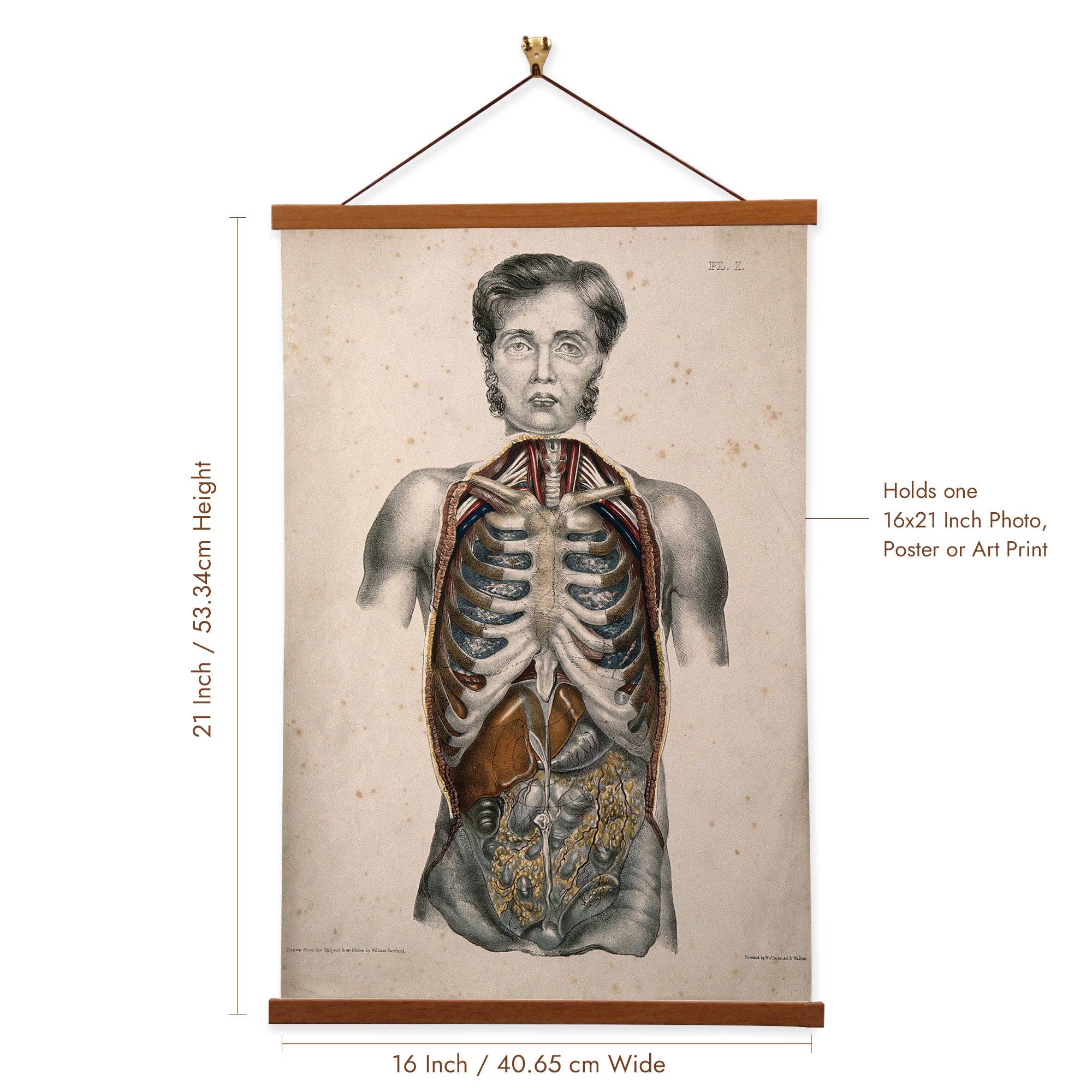 Vintage Banners - Vente Affiche d'art - Humain disséqué par William Fairland - Toile d'art mural1