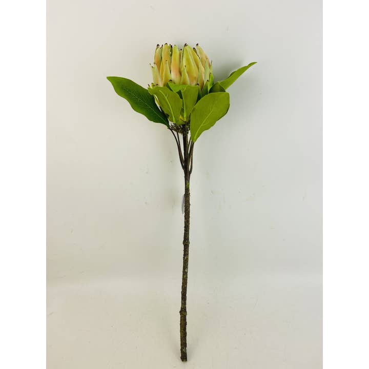 Protea Spray 24", Groen voor wholesale door Tremont Floral Supplies