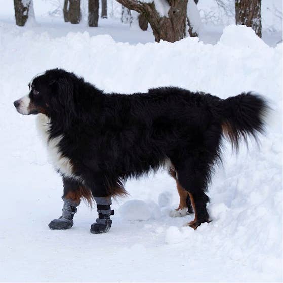 FINNERO - Venta al por mayor Botas - Perros - Botines suaves de invierno FINNERO HALLA LUX para perros, paquete de 2 unidades5