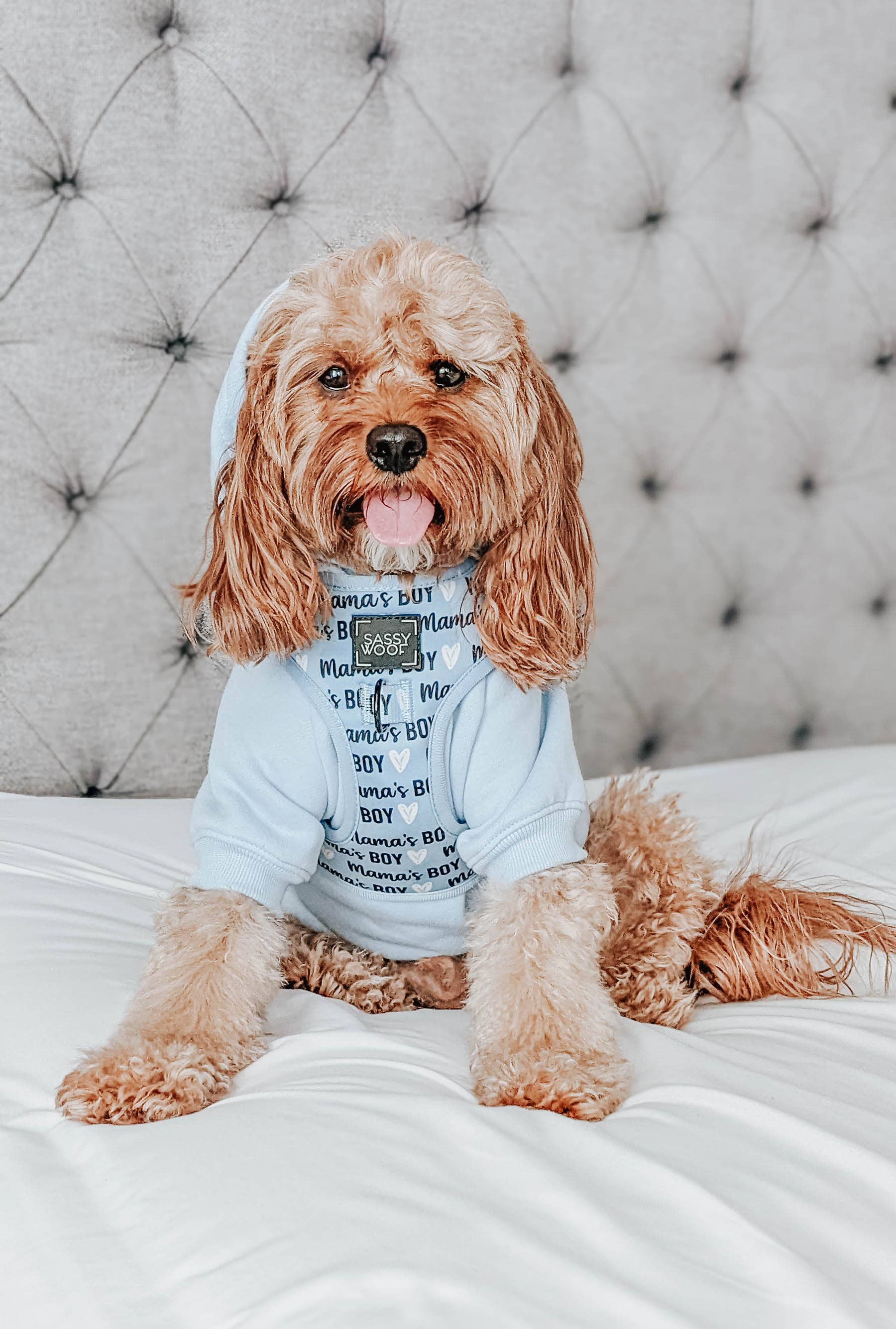 SASSY WOOF - Wholesale Pet Harness - Dog - Dog Adjustable Harness - Mama's Boy5