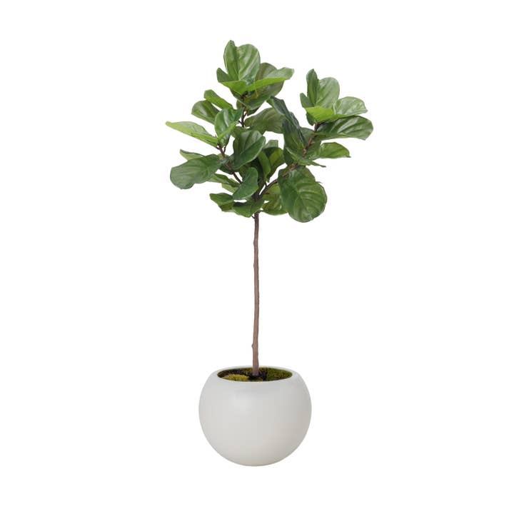 Fico artificiale a foglia di violino da 70,75" in una fioriera bianca per la vendita all'ingrosso da parte di Vintage Home