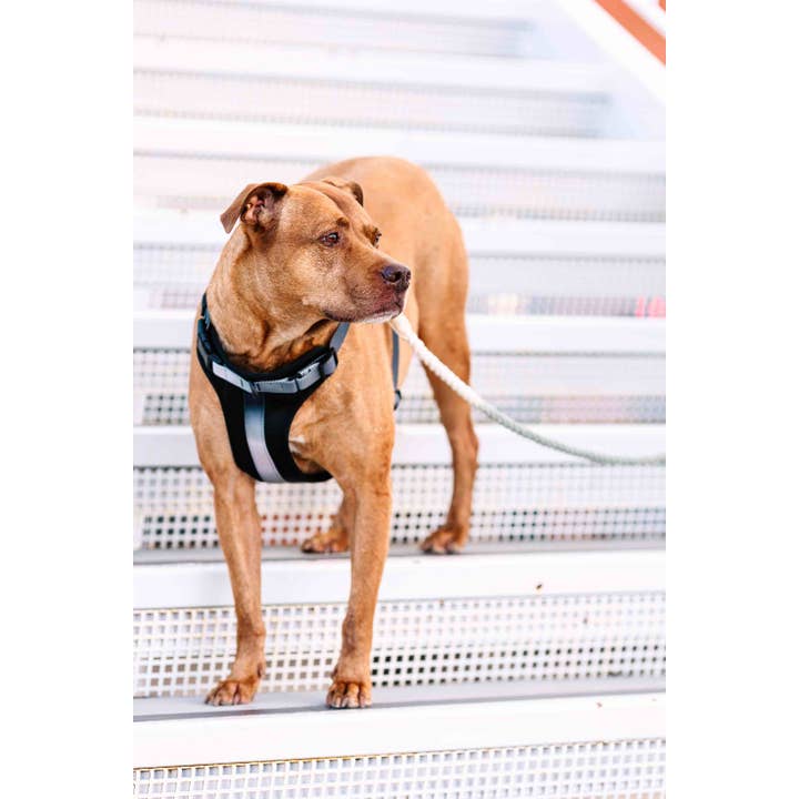 Pink Papyrus | Premium, Durable, & Stylish Dog Products - Wholesale Pet Harness - Dog - Rowan Dog Harness | No Pull Dog Harness | Black Dog Harness