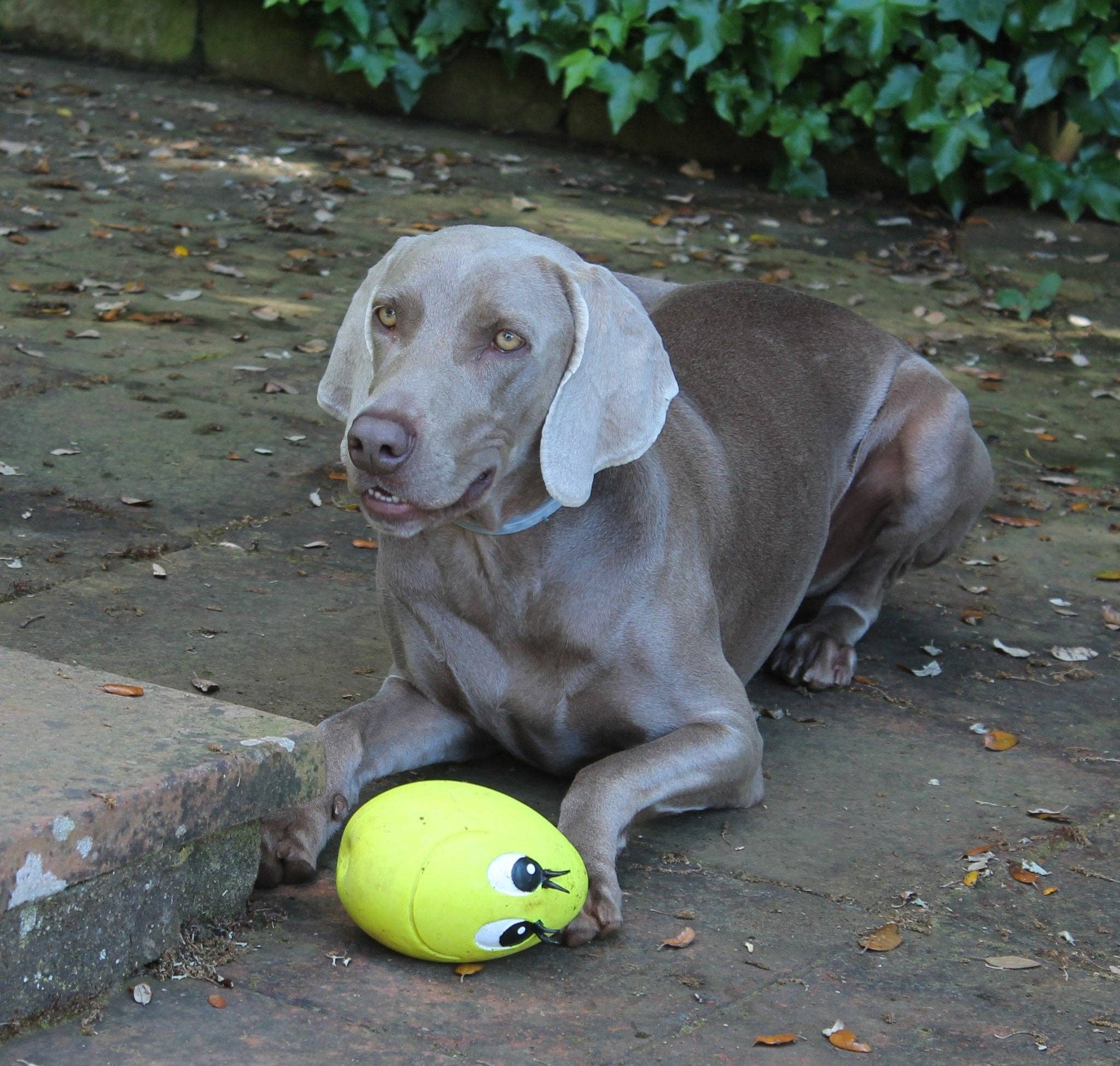 Natural Rubber Toys – wholesale Pet toy – Dog – XXL OVO the Egg PINK2