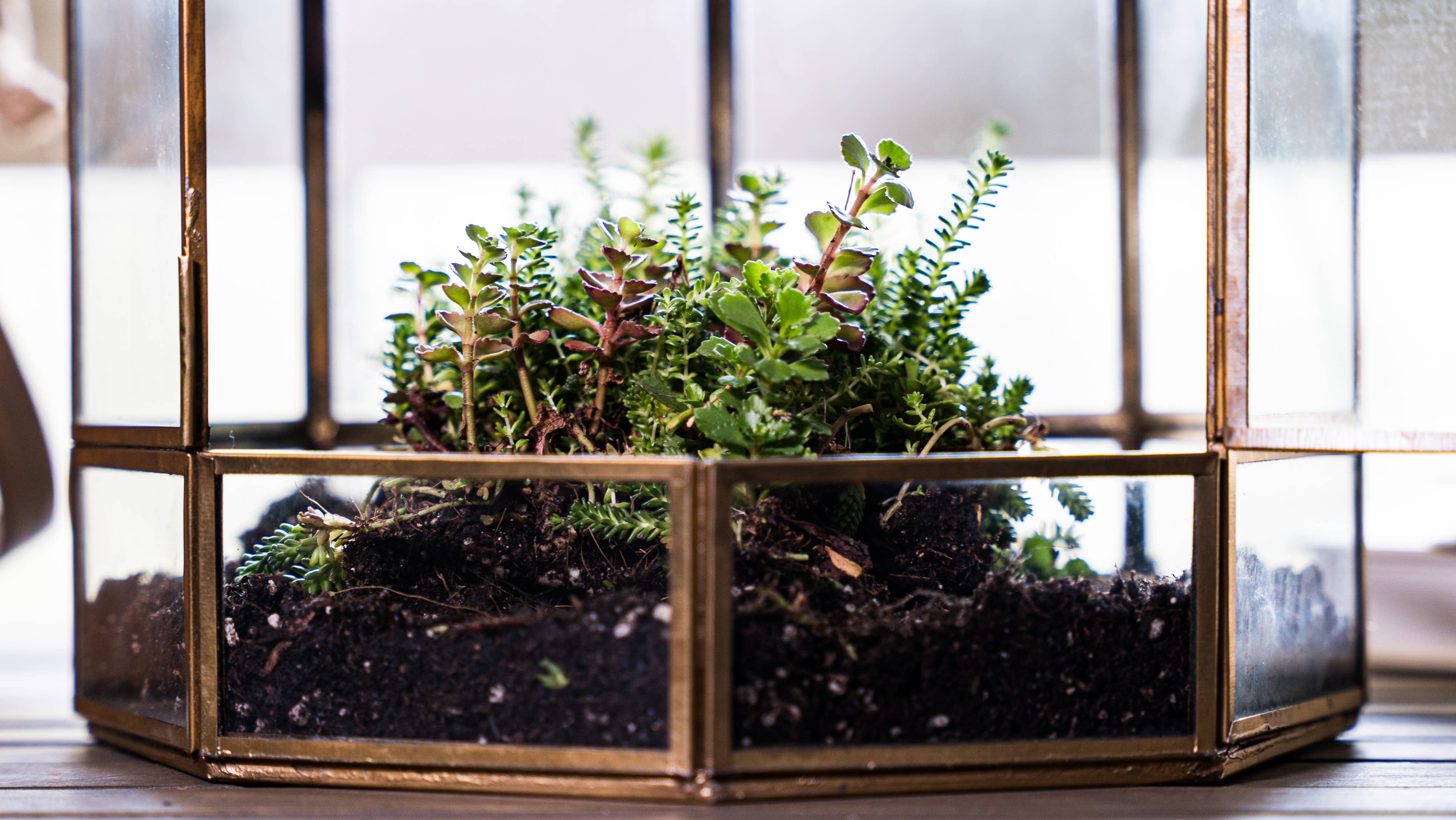 Urban Born – Terrário por atacado – Terrário Gaiola Urbana: Expositor de Vidro para Interior, Bronze3