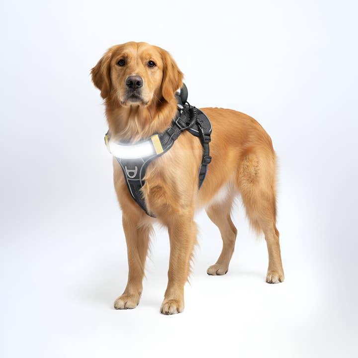 Lumi Pawtners - Wholesale Pet Harness - Dog - Lumi One - Lighting Your Path at Night!