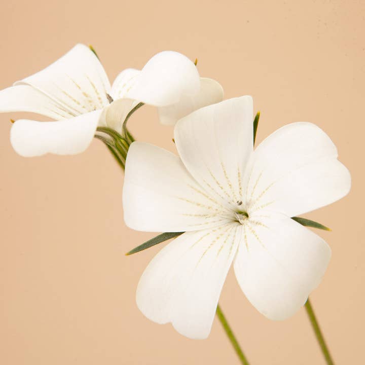 Plantgem - Wholesale Plant Seeds - Ocean Pearls Agrostemma - 25 Seeds