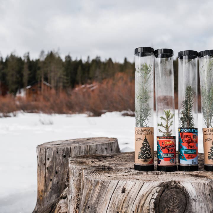 The Jonsteen Company - Wholesale Live Plant - Living Christmas Tree | Douglas-Fir | Packaged Live Tree6