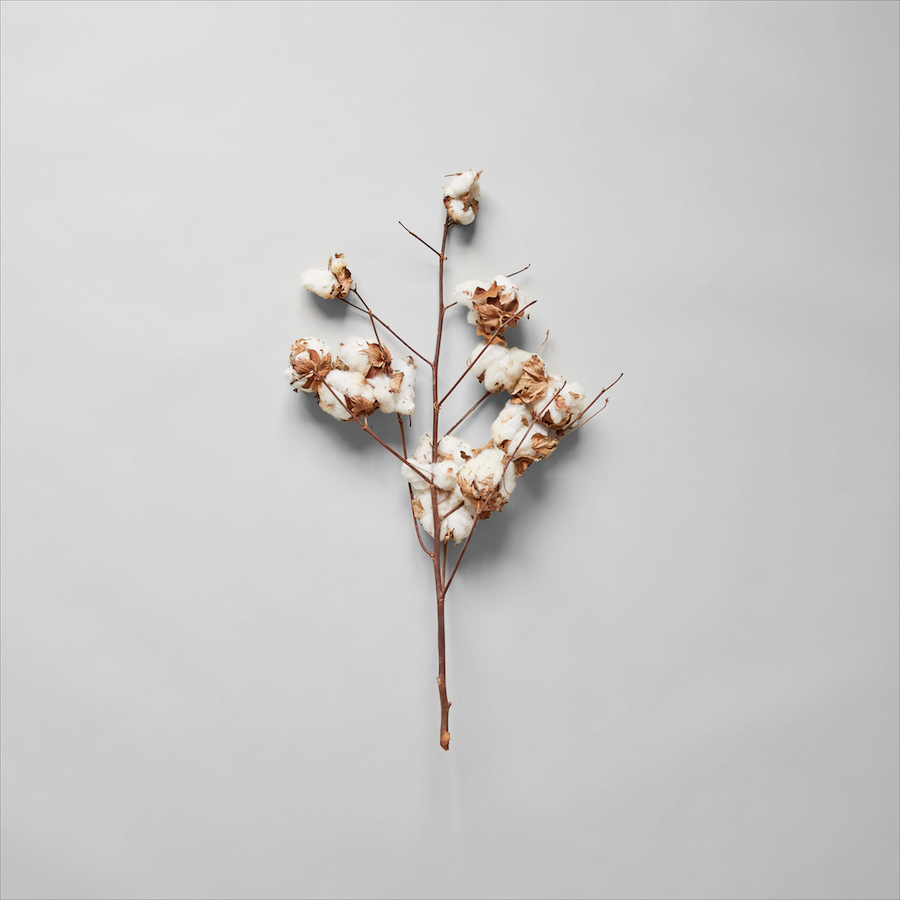 Bloomist - Wholesale Dried/Pressed Flowers - Cotton Stalk0