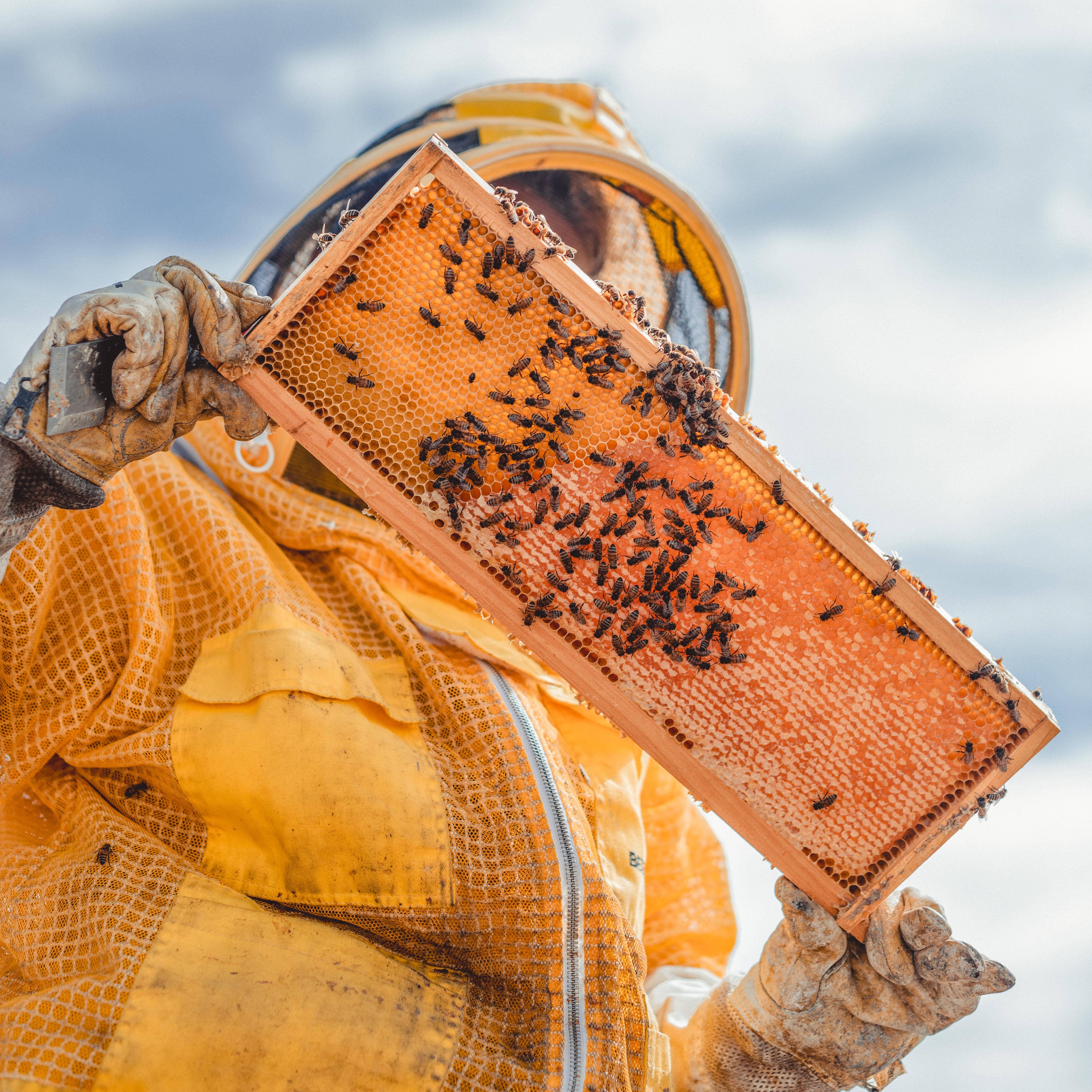 Messner Bee Farm – Loção para mãos e corpo por atacado – Wildflower Honey - Loção de leite e mel - 2oz Travel6