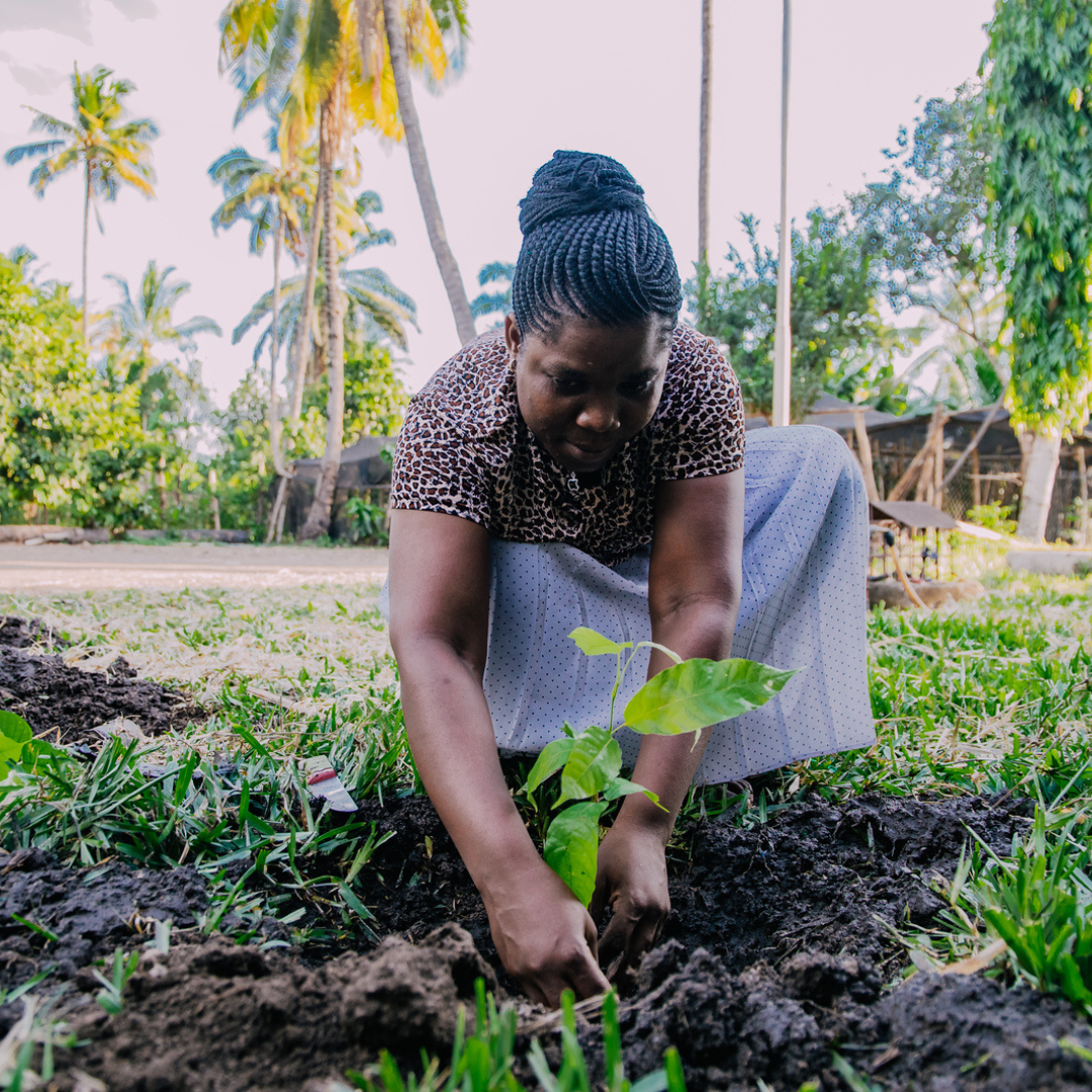 Moruga Cacao - Wholesale Hot Cocoa Mix/Kit - Udzungwa Tanzania 🇹🇿 - BIO4