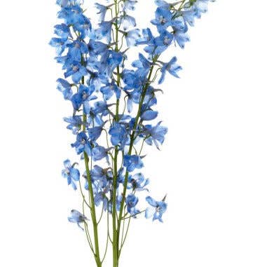 Florasource - Wholesale Fresh Cut Flowers - Delphinium Dark Blue 5 bunches