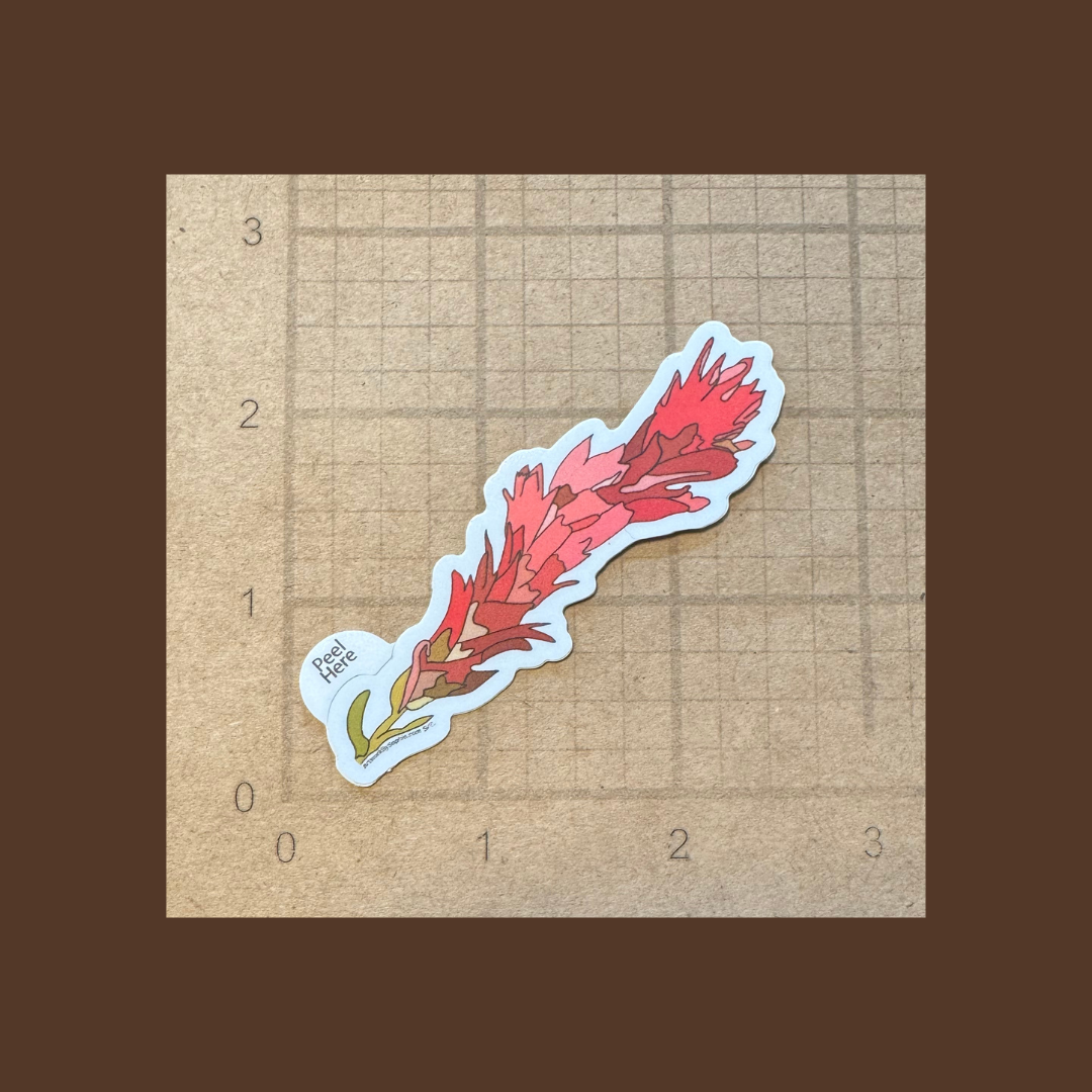 Artwork by Sophia - Wholesale Sticker - Indian Paintbrush |  Vinyl Sticker | Colored Drawing | 3in2