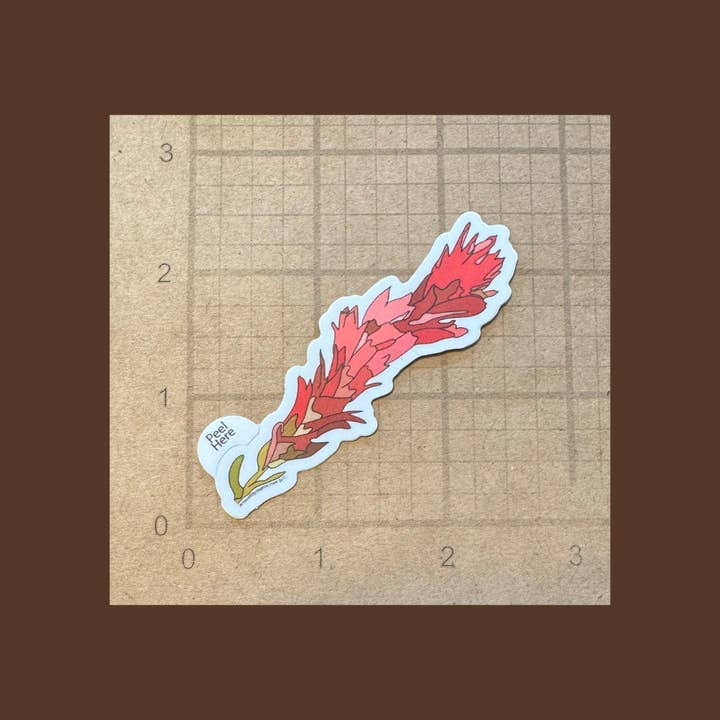 Artwork by Sophia - Wholesale Sticker - Indian Paintbrush | Vinyl Sticker | Colored Drawing | 3in2