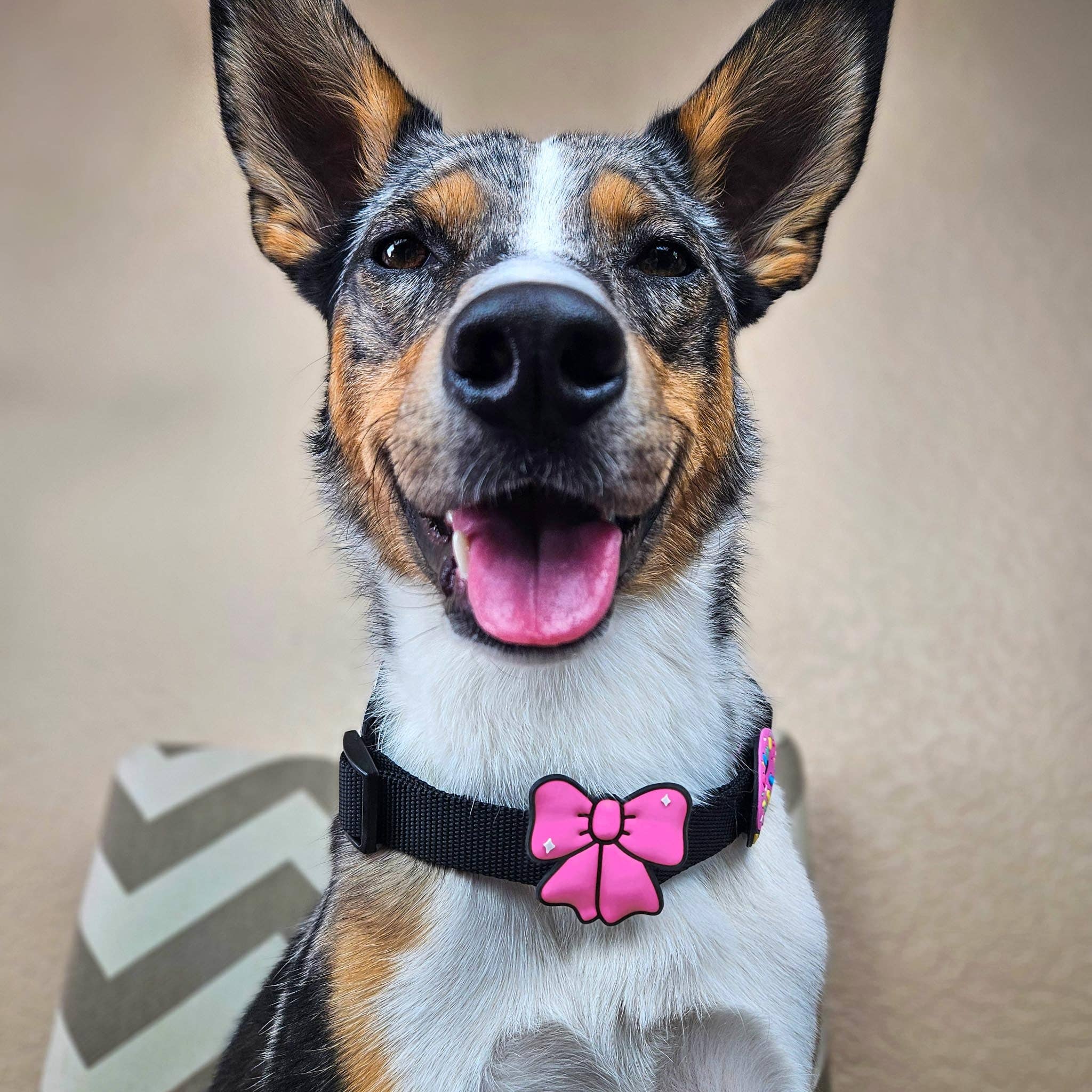 Rosa Band Pink Jiby Hund Charm für den Großhandel auf Faire2