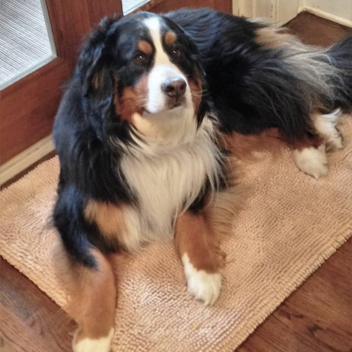 Soggy Doggy Doormat - Wholesale Pet Bed - Dog - Soggy Doggy Crate Mate: Beige