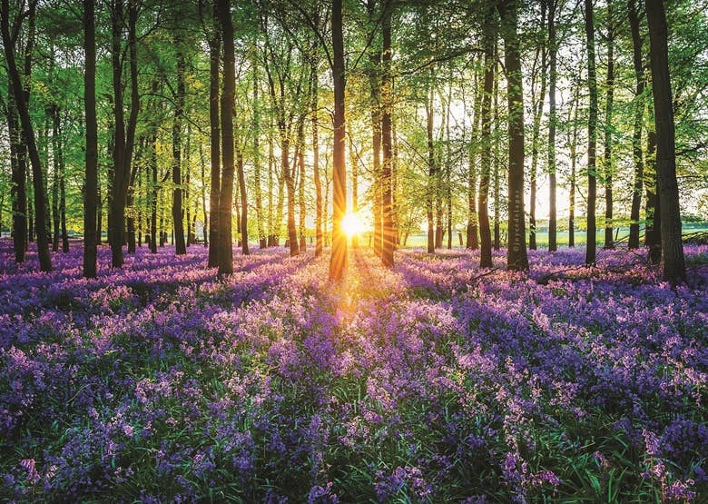 Wentworth Puzzles – wholesale Puzzle – Adult – Bluebells Premium Wooden Mini Mindful Puzzle1