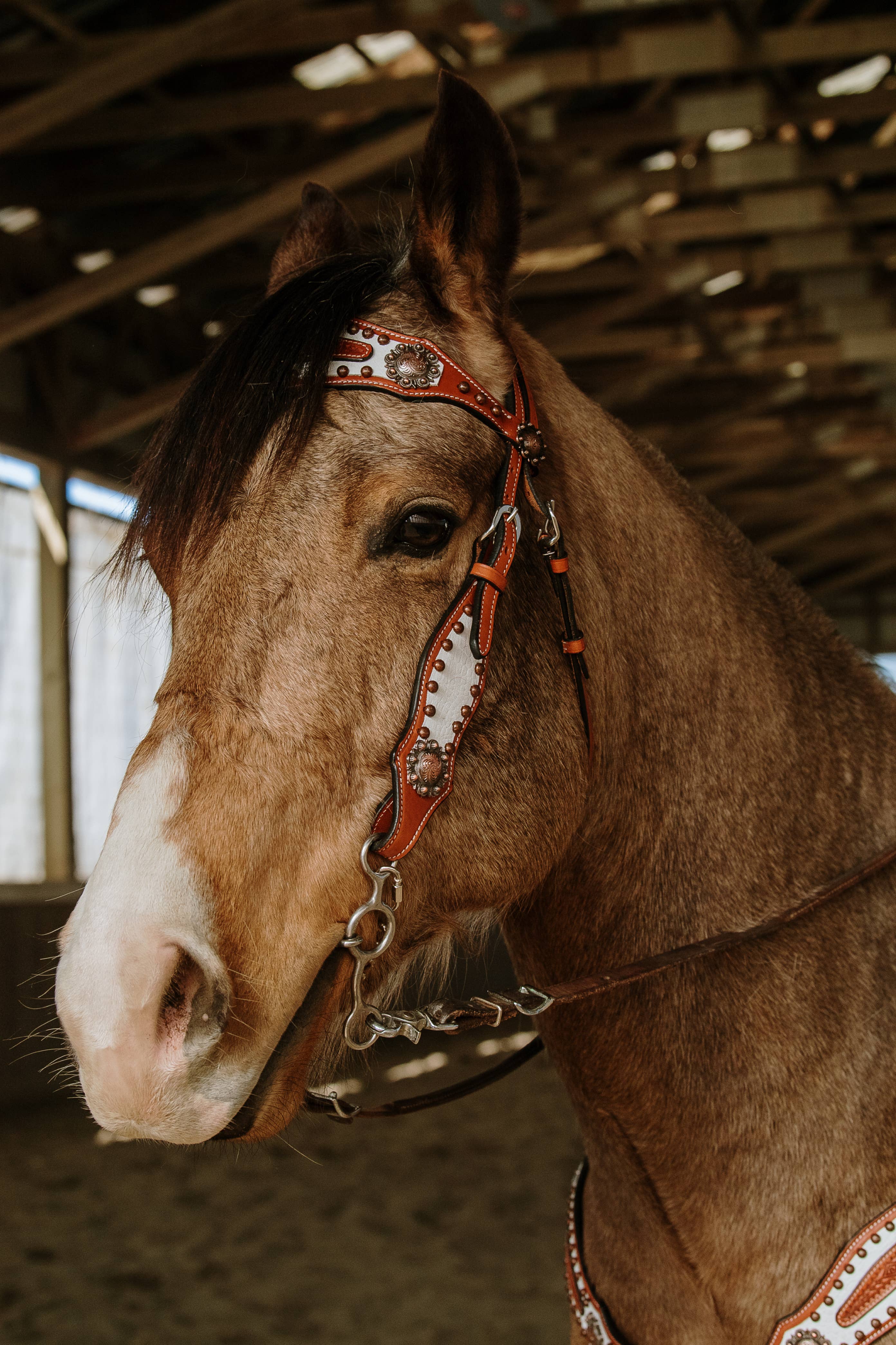 Schulz Equine - Wholesale Horseback Riding Gear - Doc Holiday Headstall and Breast Collar Set5